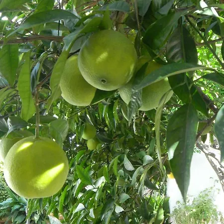 Cosy Guesthouse-souterrain With Garden In City Center 아파트 *