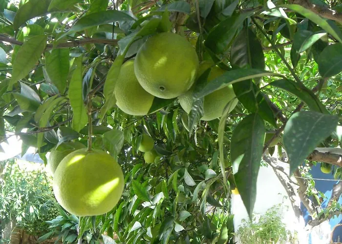 Cosy Guesthouse-souterrain With Garden In City Center Apartamento *